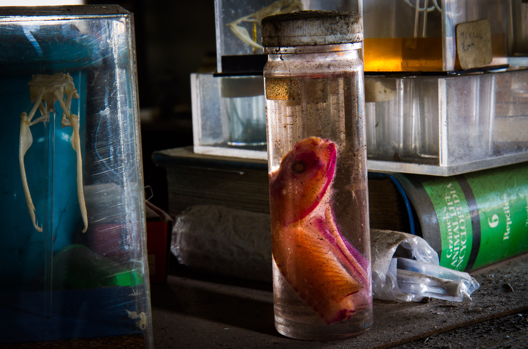 animal, natural, nature, snake