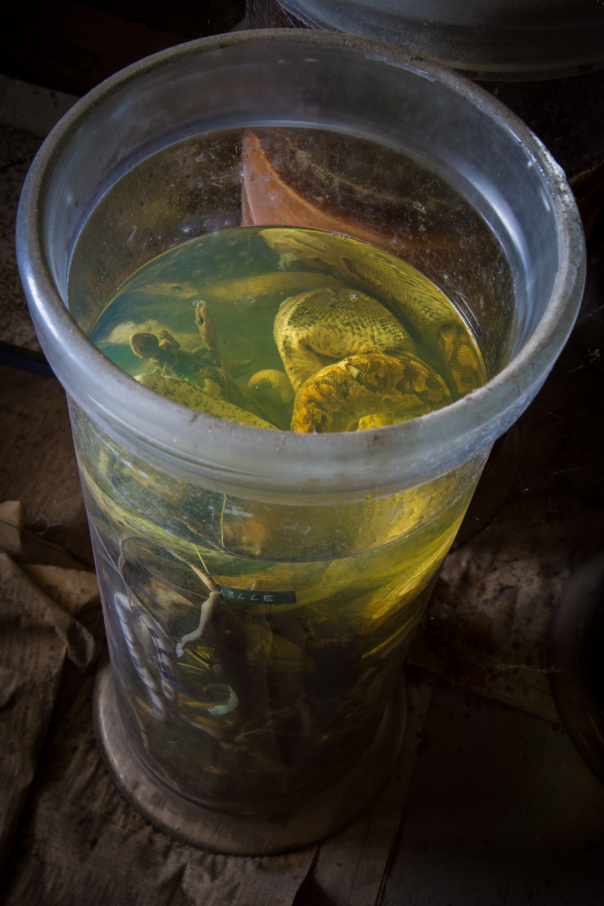 animal, natural, nature, snake