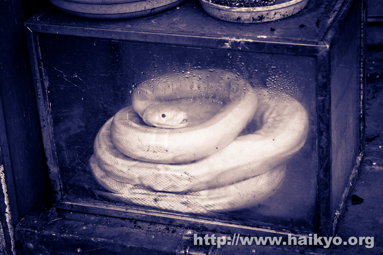 Snake Laboratory - Great Big White World