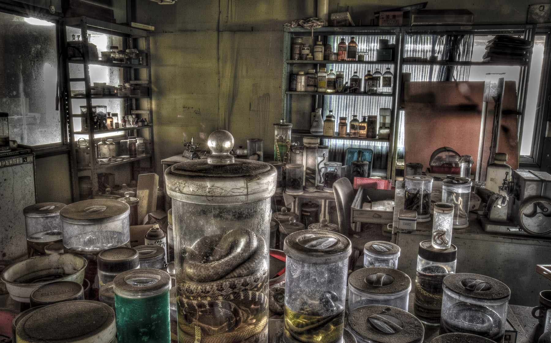 animal, natural, nature, snake