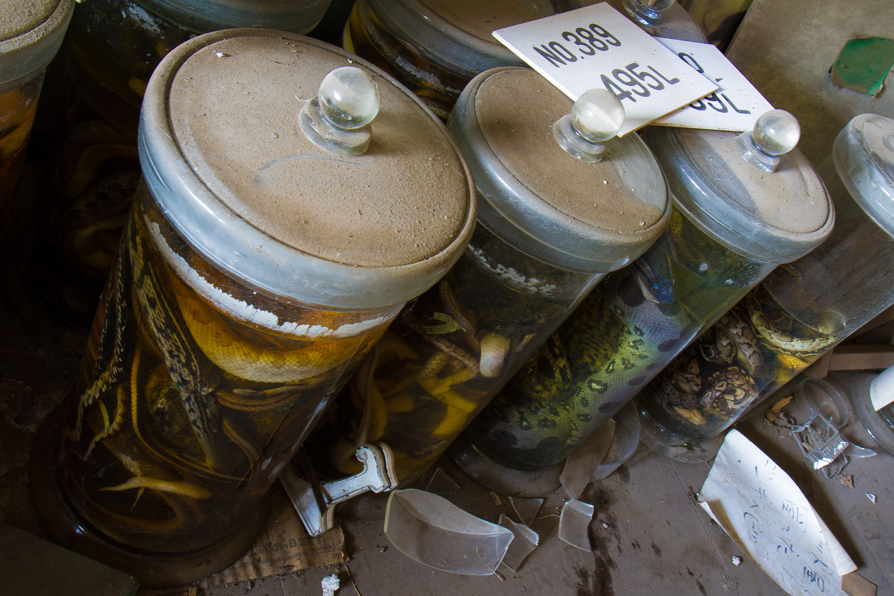 animal, natural, nature, snake