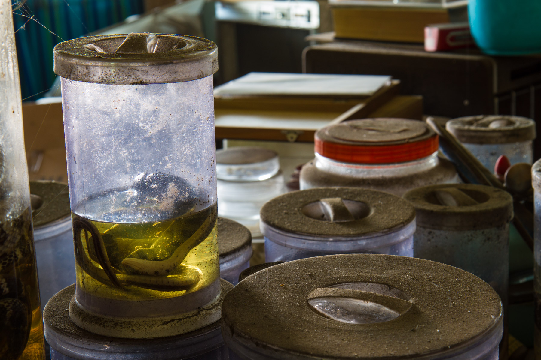 animal, natural, nature, snake