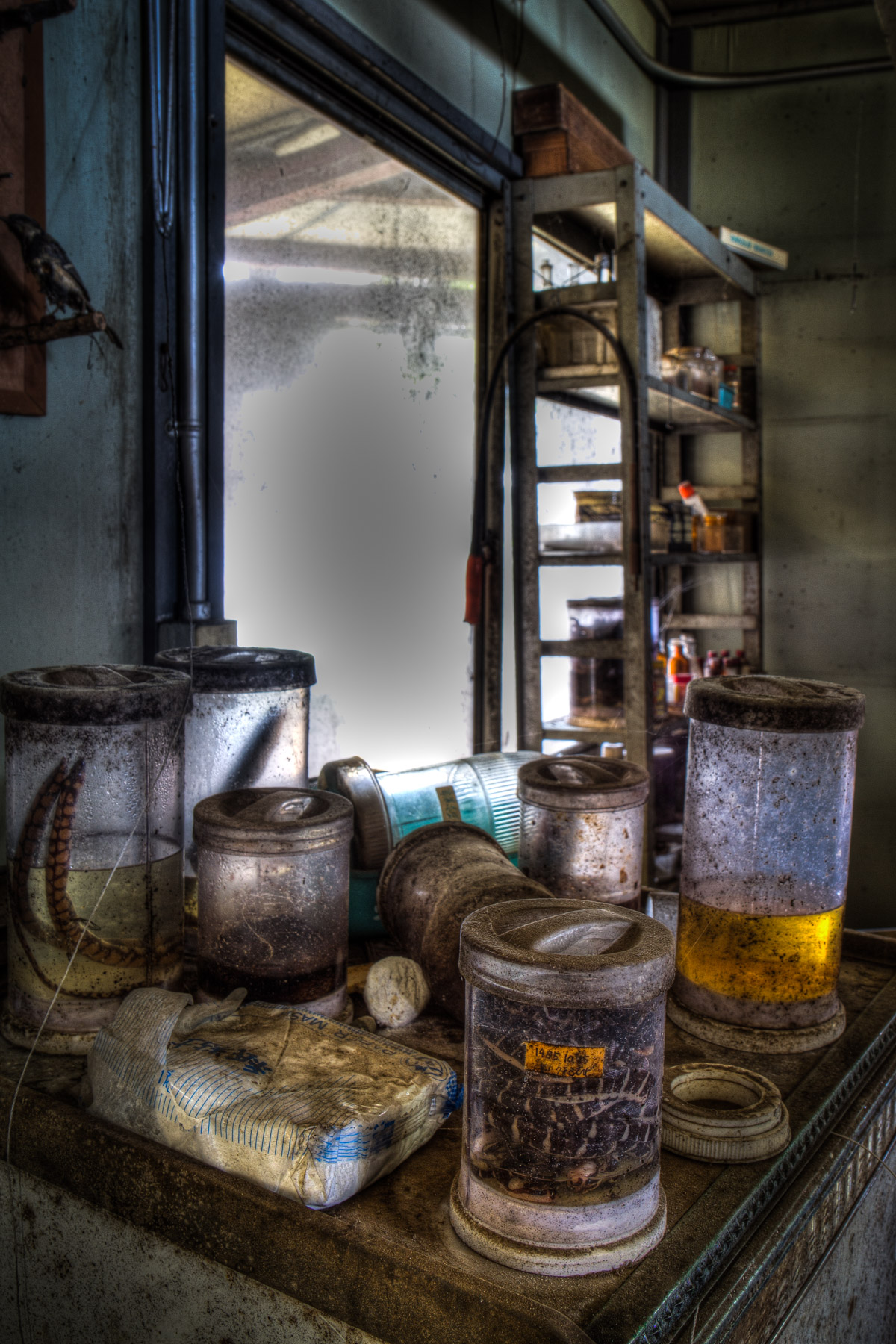 animal, natural, nature, snake