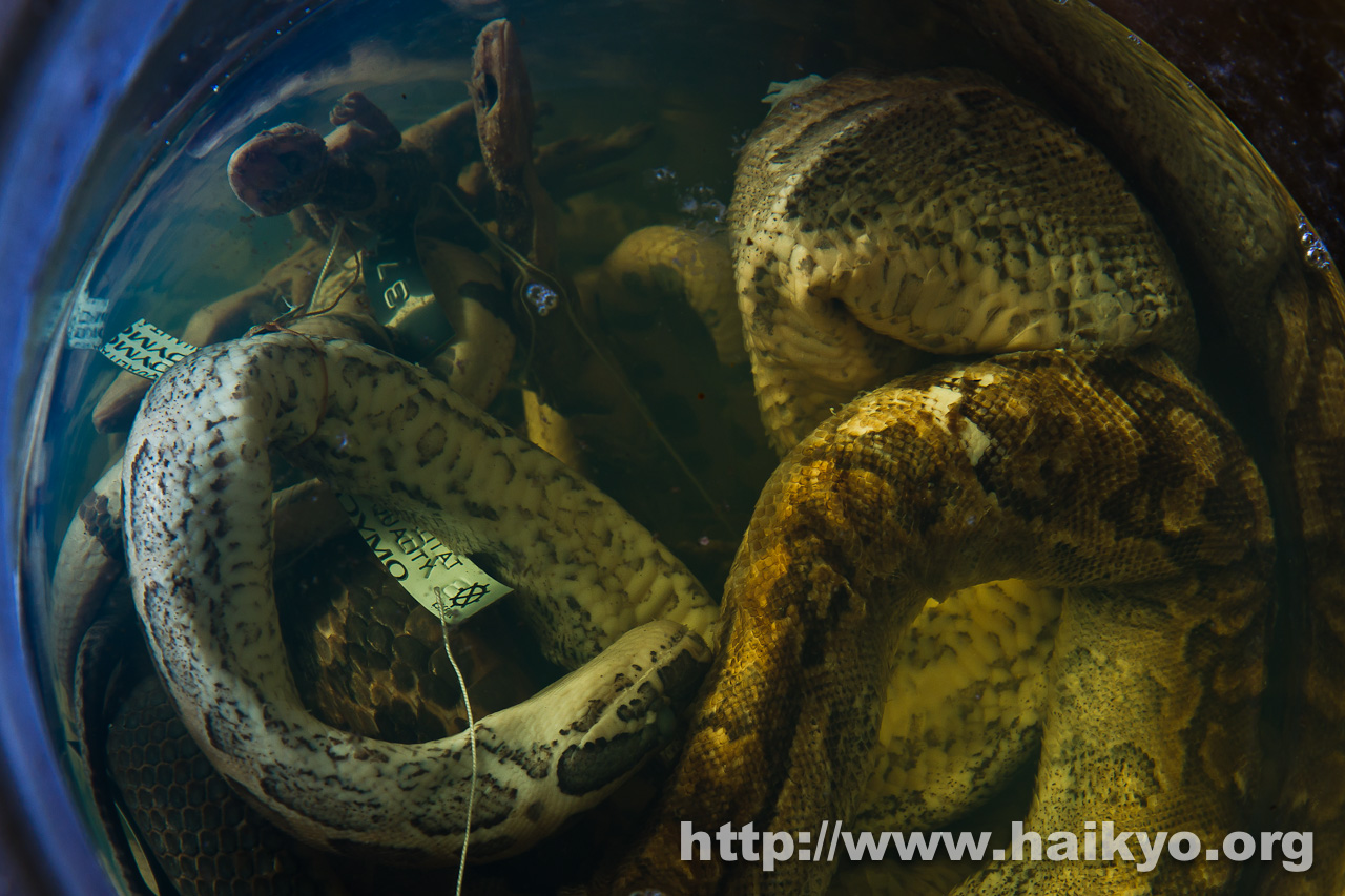 Snake Laboratory - Tremendous Smell