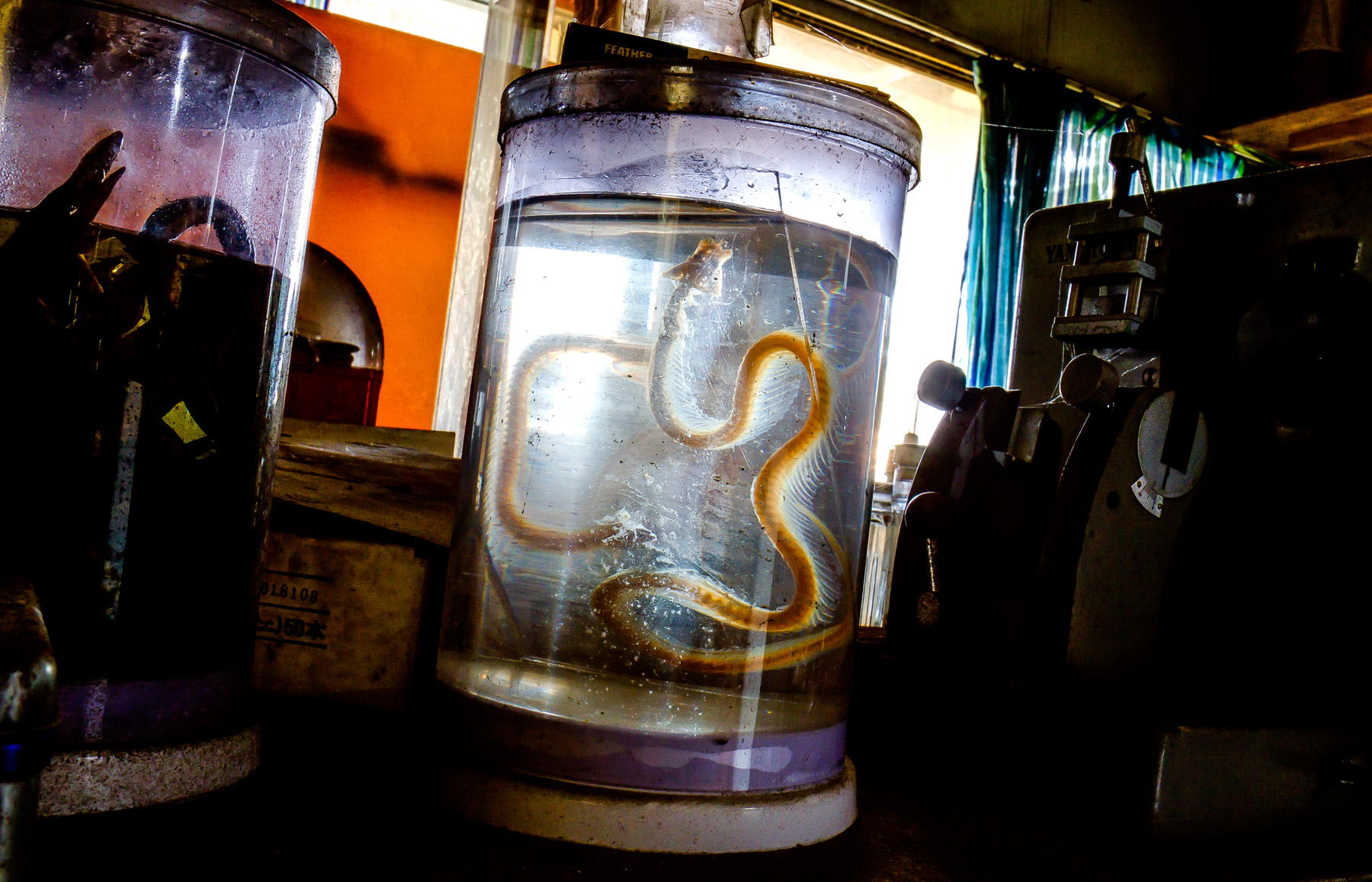 animal, natural, nature, snake