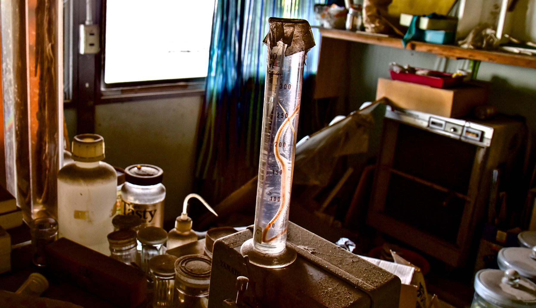 animal, natural, nature, snake