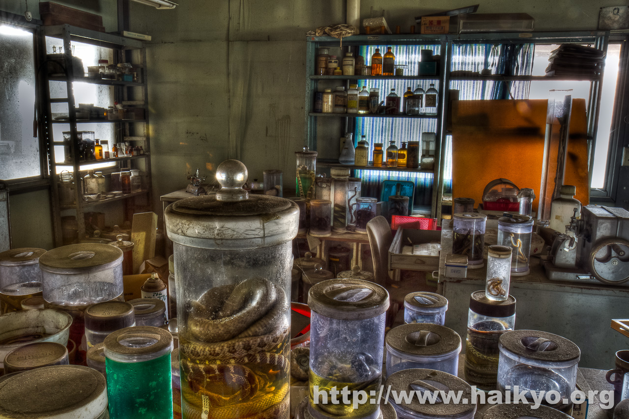 Snake Museum - Snakes in Jars