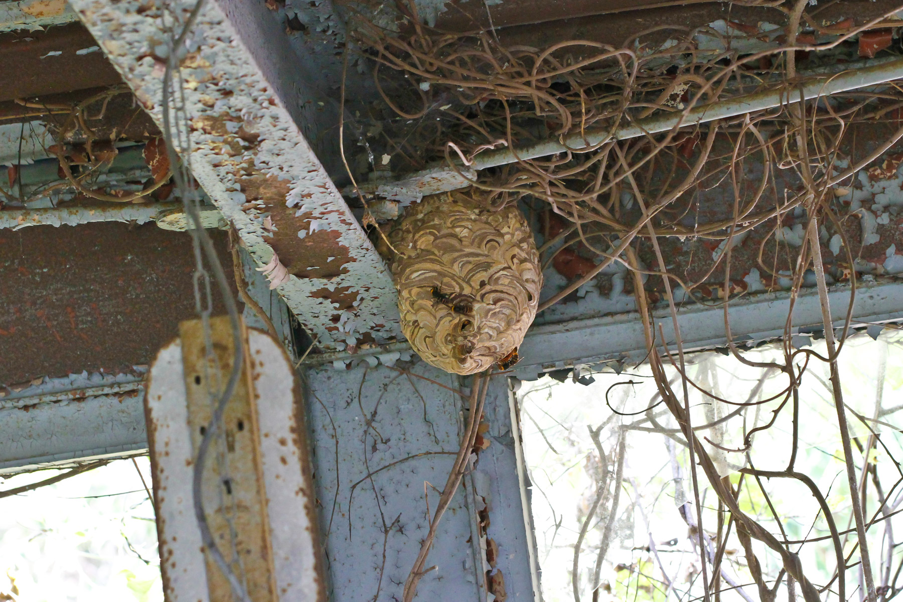 abandoned, chubu, gifu, haikyo, japan, japanese, ruin, school, urban exploration, urbex
