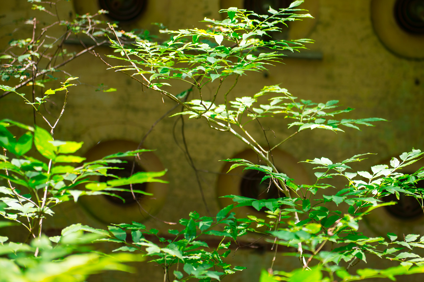abandoned, haikyo, ruin, urban exploration, urbex
