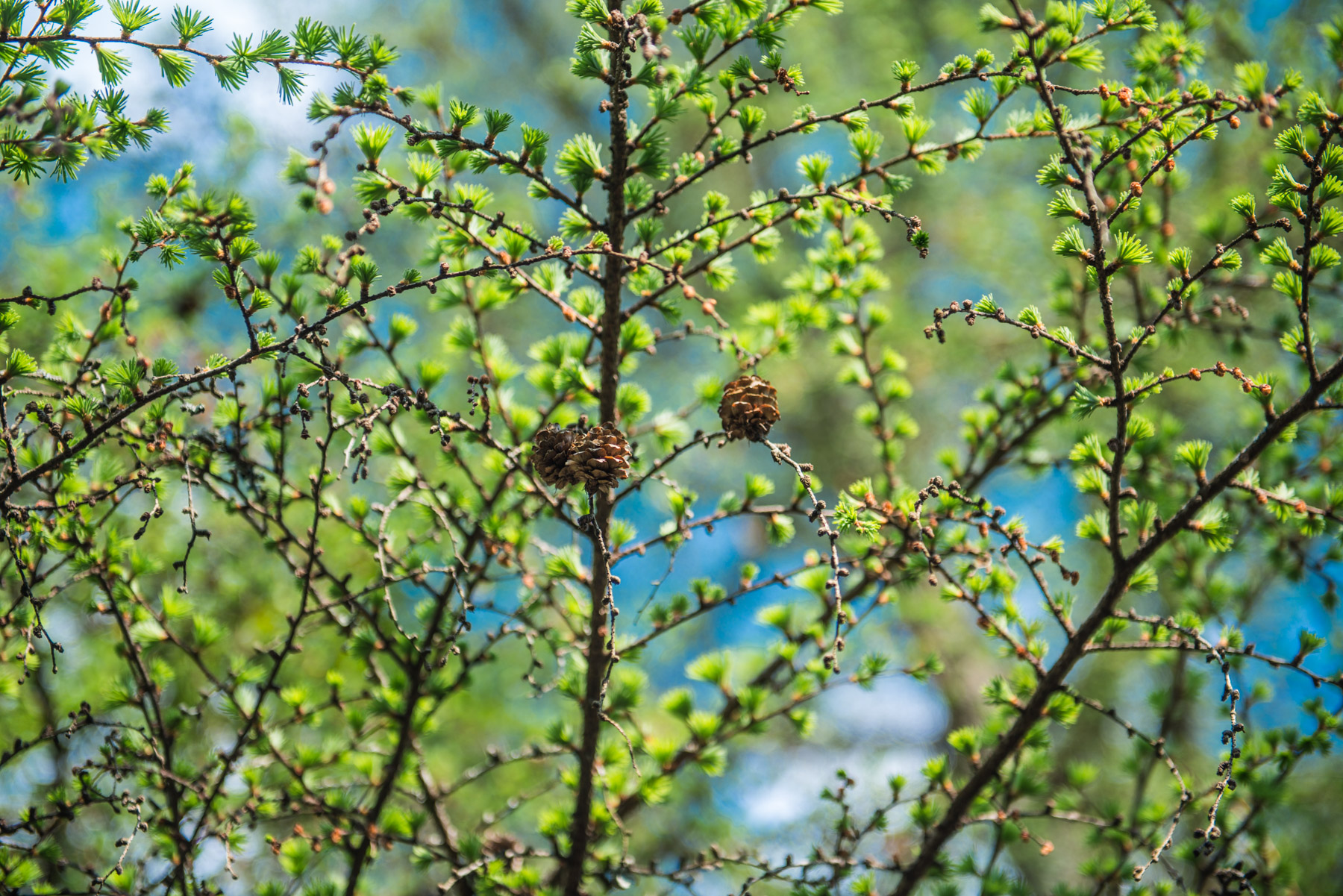 abandoned, haikyo, ruin, school, urban exploration, urbex