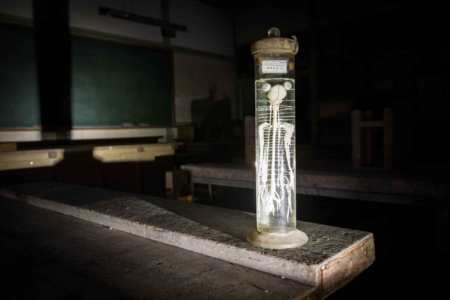 abandoned, animal, cat, gunma, haikyo, japan, japanese, kanto, natural, nature, ruin, urban exploration, urbex