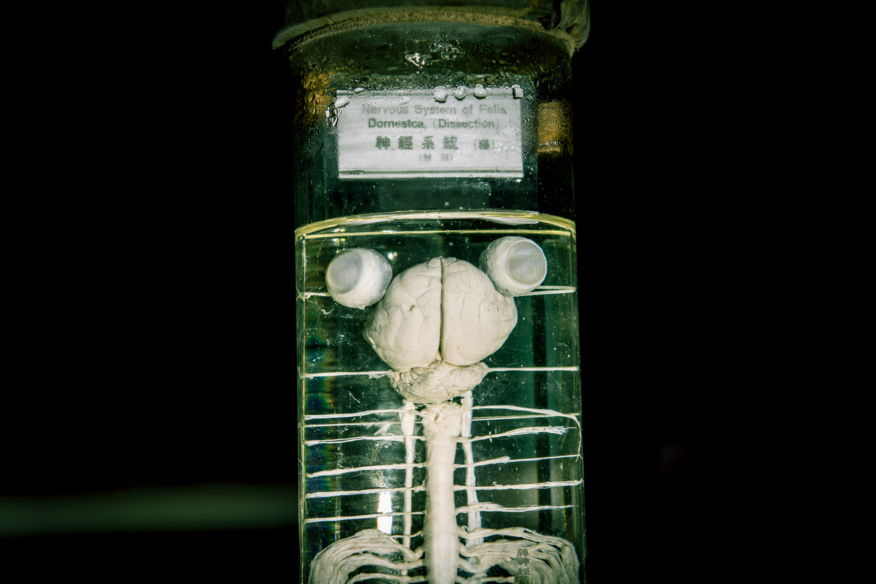 abandoned, gunma, haikyo, japan, japanese, kanto, ruin, urban exploration, urbex