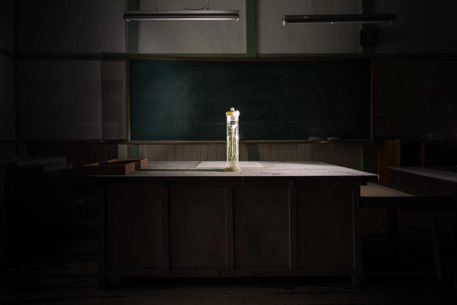 abandoned, animal, cat, gunma, haikyo, japan, japanese, kanto, natural, nature, ruin, urban exploration, urbex