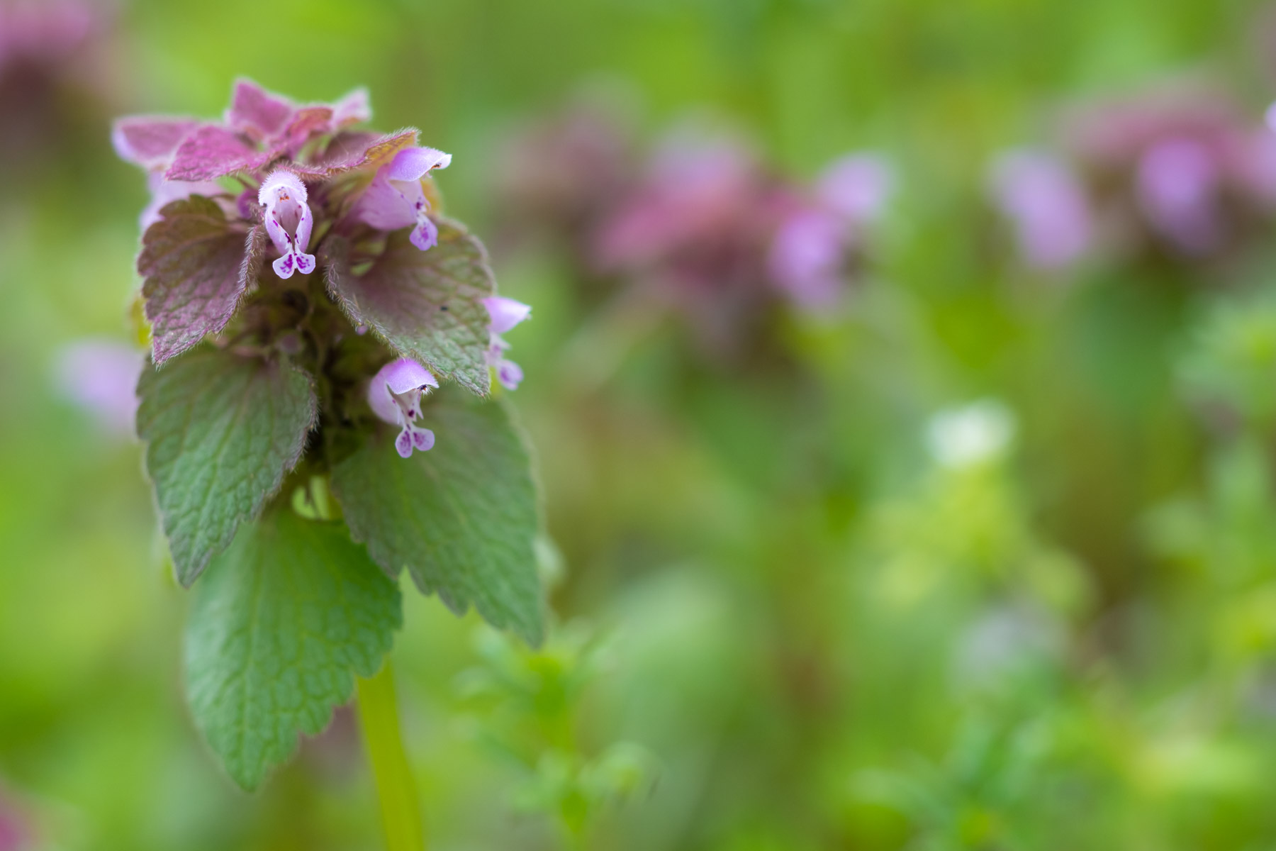 flower, natural, nature