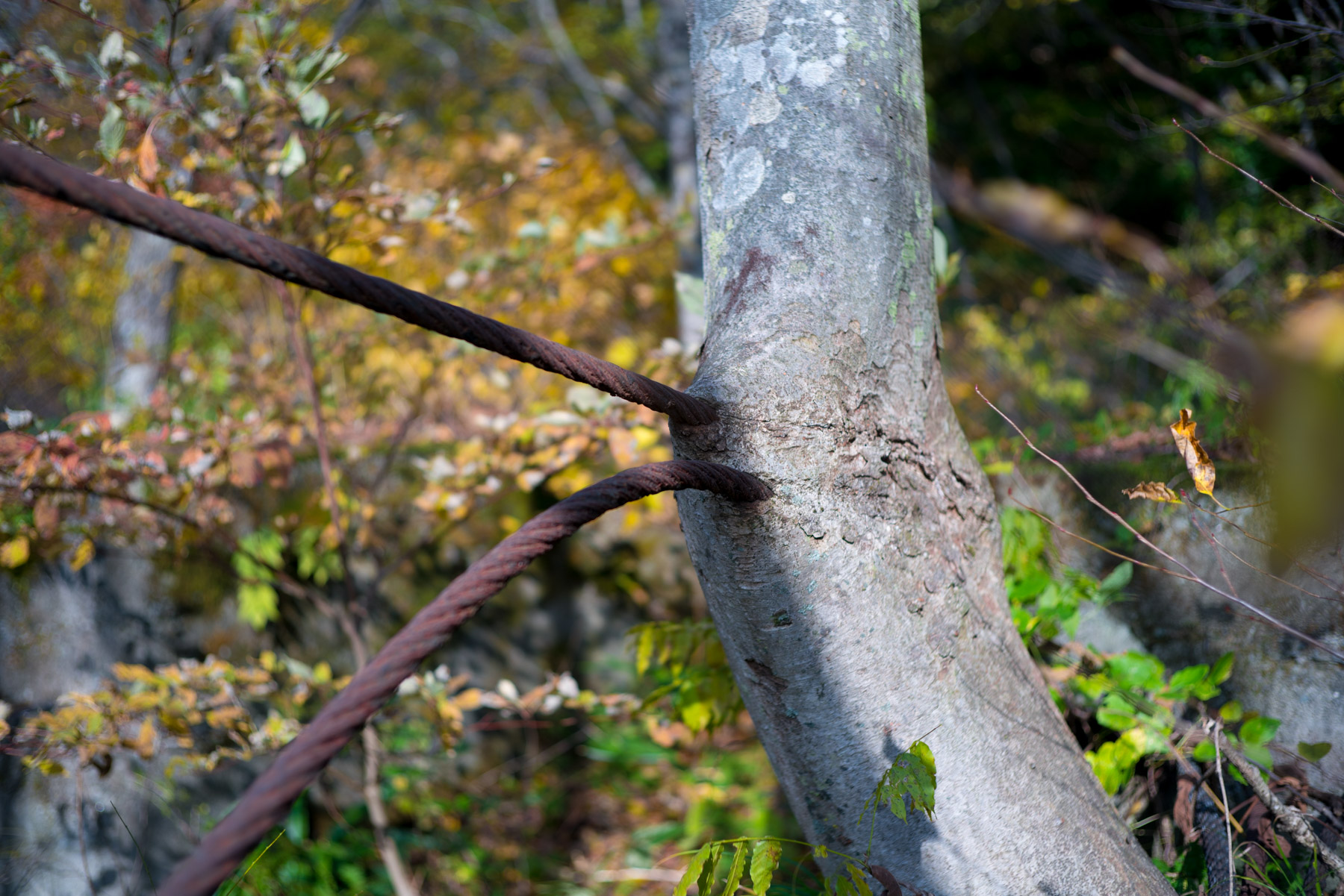 abandoned, autumn, factory, haikyo, iwate, japan, japanese, power-plant, ruin, tohoku, urban exploration, urbex