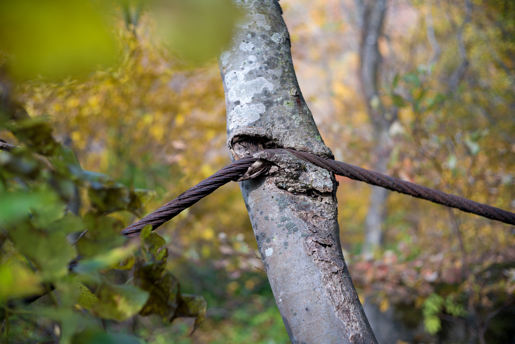 abandoned, autumn, factory, haikyo, iwate, japan, japanese, power-plant, ruin, tohoku, urban exploration, urbex