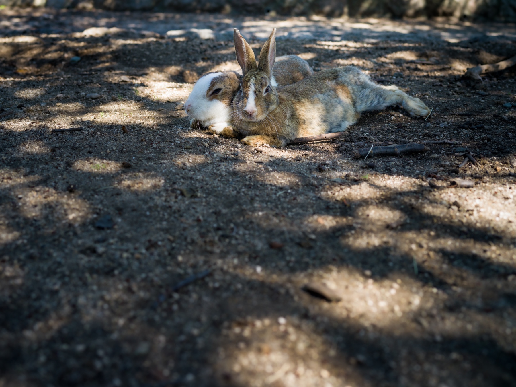 abandoned, army, haikyo, hiroshima, japan, japanese, okunoshima, poison-gas, rabbit, ruin, urban exploration, urbex