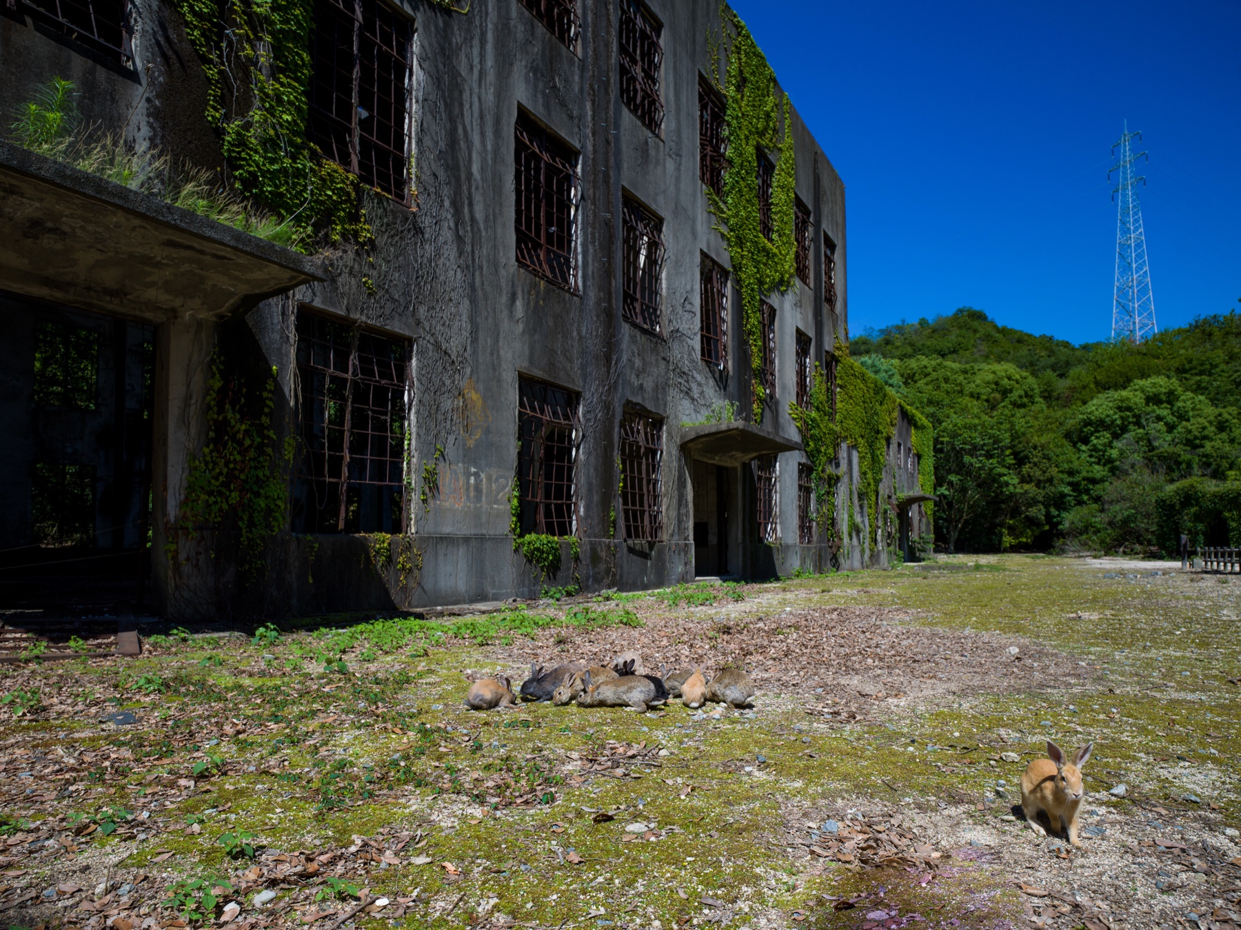 abandoned, army, haikyo, hiroshima, japan, japanese, okunoshima, poison-gas, rabbit, ruin, urban exploration, urbex