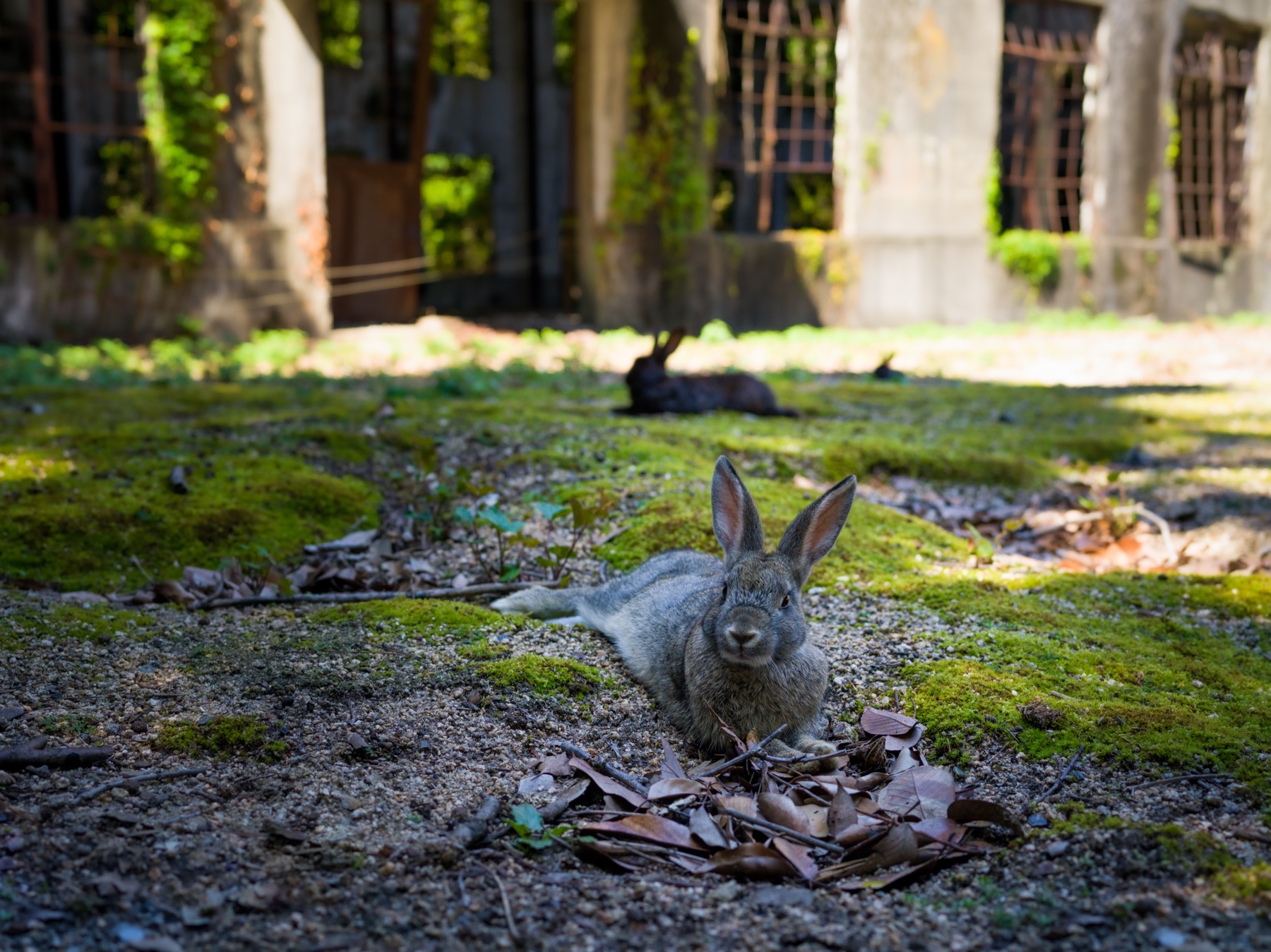 abandoned, army, haikyo, hiroshima, japan, japanese, okunoshima, poison-gas, rabbit, ruin, urban exploration, urbex