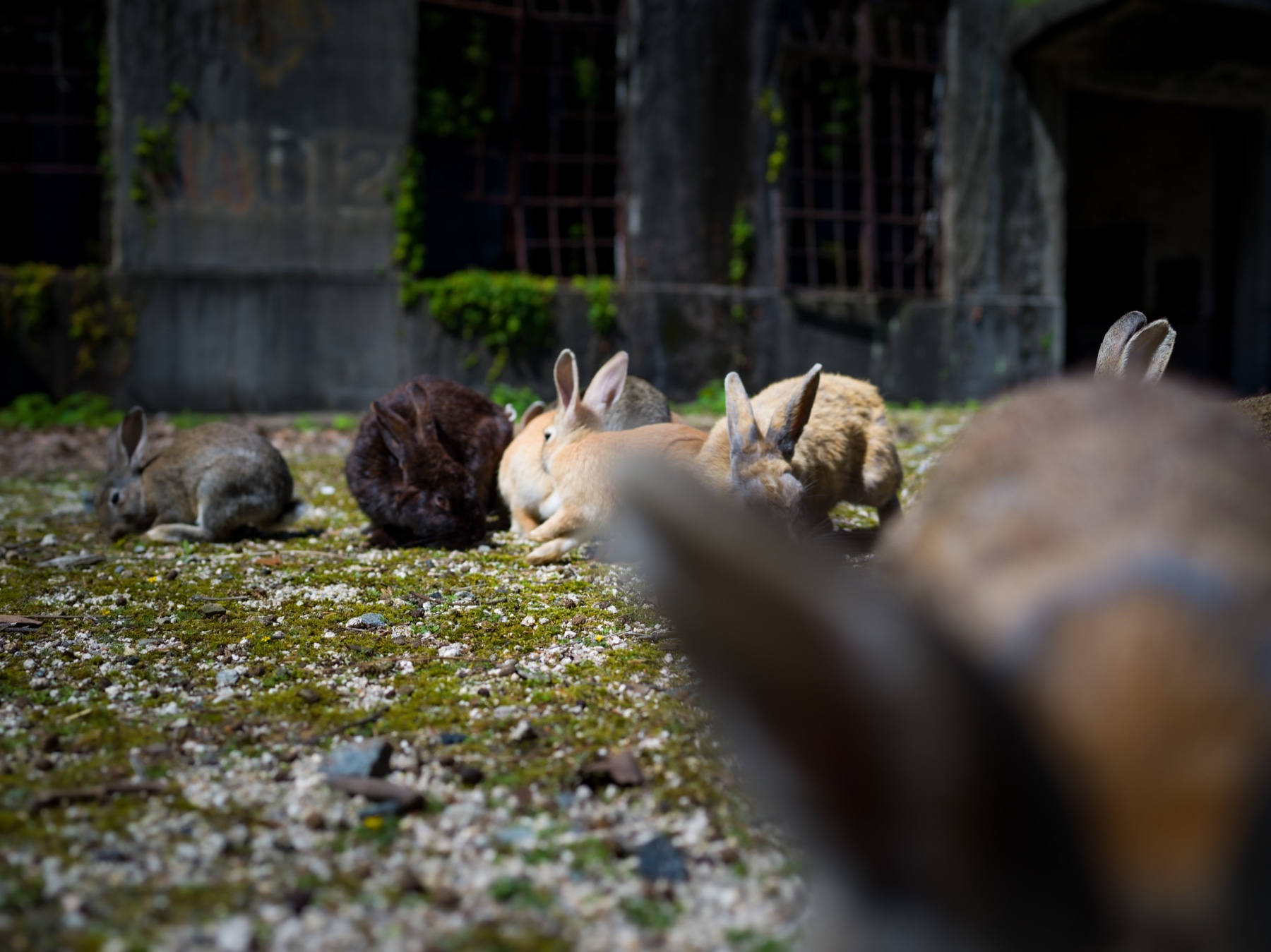 abandoned, army, haikyo, hiroshima, japan, japanese, okunoshima, poison-gas, rabbit, ruin, urban exploration, urbex